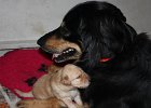H-Wurf vom 19.01.2016 026 : H-Wurf vom 19.01.2016
